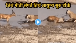 “…म्हणून जास्त गर्व करू नये”, शिकारीसाठी आलेल्या सिंहावर काळवीट पडला भारी, शिंग पुढे केली अन्…, थरारक VIDEO व्हायरल