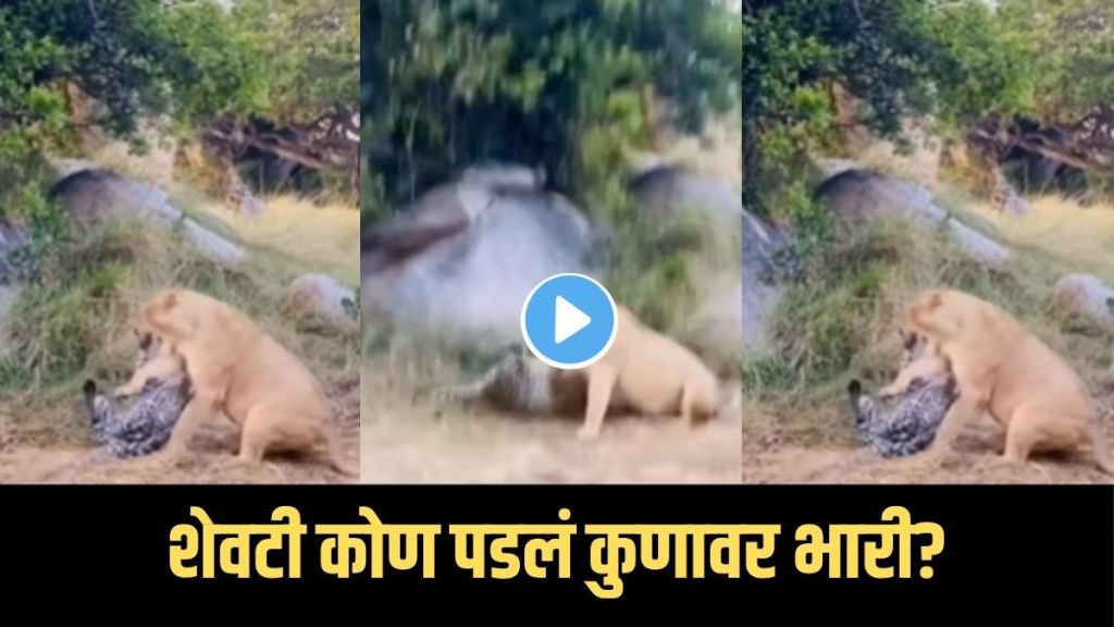 viral jungle fight video