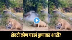Video: जंगलात ताकद नाही, तर डावपेच चालतो; सिंहीण आणि बिबट्या एकमेकांविरुद्ध भिडले अन्…शेवटी मृत्यूच्या या खेळात कोण जिंकलं?