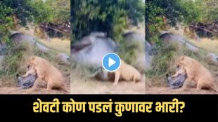 viral jungle fight video
