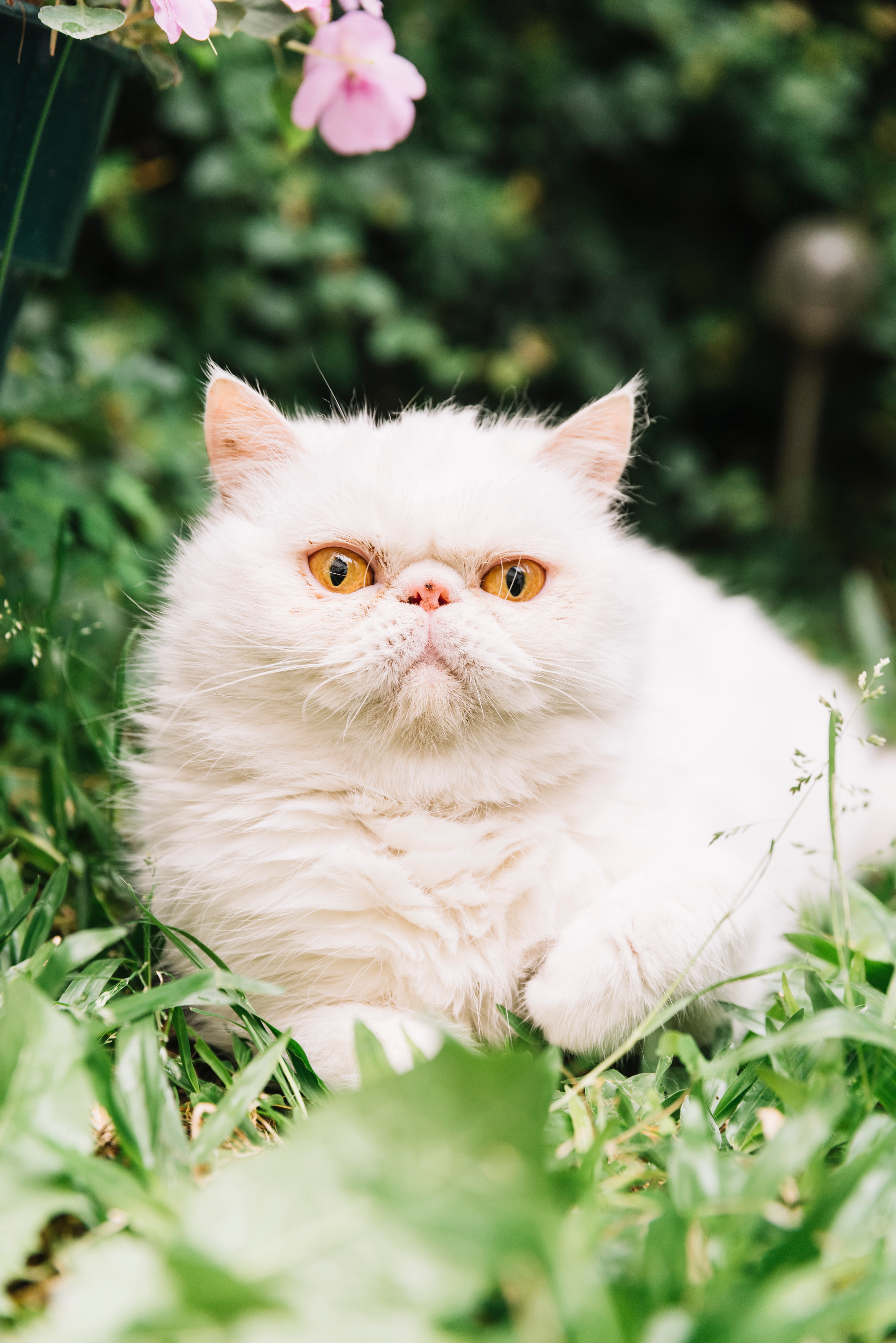 Persian cats are beautiful and gentle