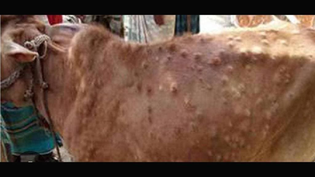 Lumpy virus outbreak in buldhana