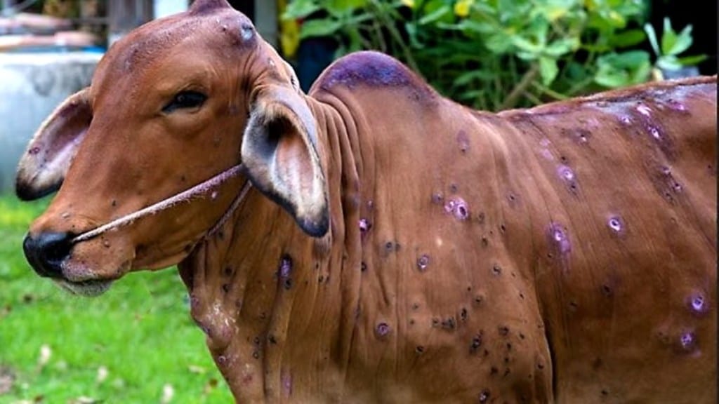lumpy virus spreads rapidly in jalgaon 12 cattle dead