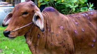 lumpy virus spreads rapidly in jalgaon 12 cattle dead
