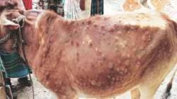 अहिल्यानगर जिल्ह्यात जनावरांमधील लम्पी आजाराचा पुन्हा प्रादुर्भाव