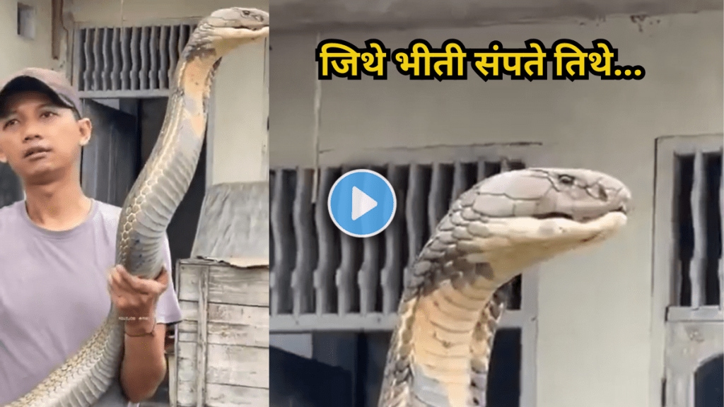 IFS officer shares jaw-dropping video of man holding King Cobra with bare hands