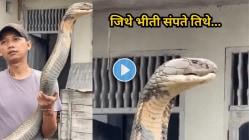 “ना कसली भीती, ना कसली चिंता….” हातात मोठा किंग कोब्रा पकडून फोटो काढतोय हा माणूस, धाडस पाहून तुमच्या काळजाचा उडेल थरकाप, Viral Video बघाच