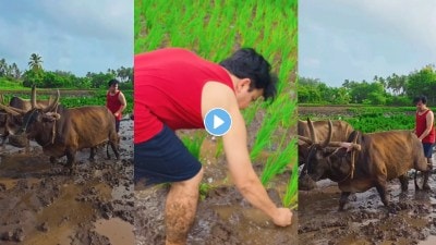 Video : काळ्या मातीत मातीत…; हातात नांगर घेत मराठी अभिनेता करतोय भातलावणी