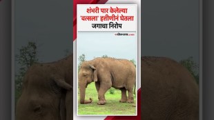 The worlds oldest elephant Vatsala bid farewell to the world at the Panna Tiger Reserve
