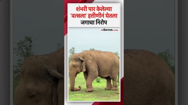 The worlds oldest elephant Vatsala bid farewell to the world at the Panna Tiger Reserve