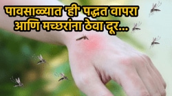 पावसाळ्यात मच्छर चावतेय? मग फक्त ‘ही’ पद्धत वापरून पाहा, घरात एकही मच्छर येणार नाही…