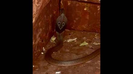 arrival of the Nagaraja at the doorstep on the day of Nag Panchami