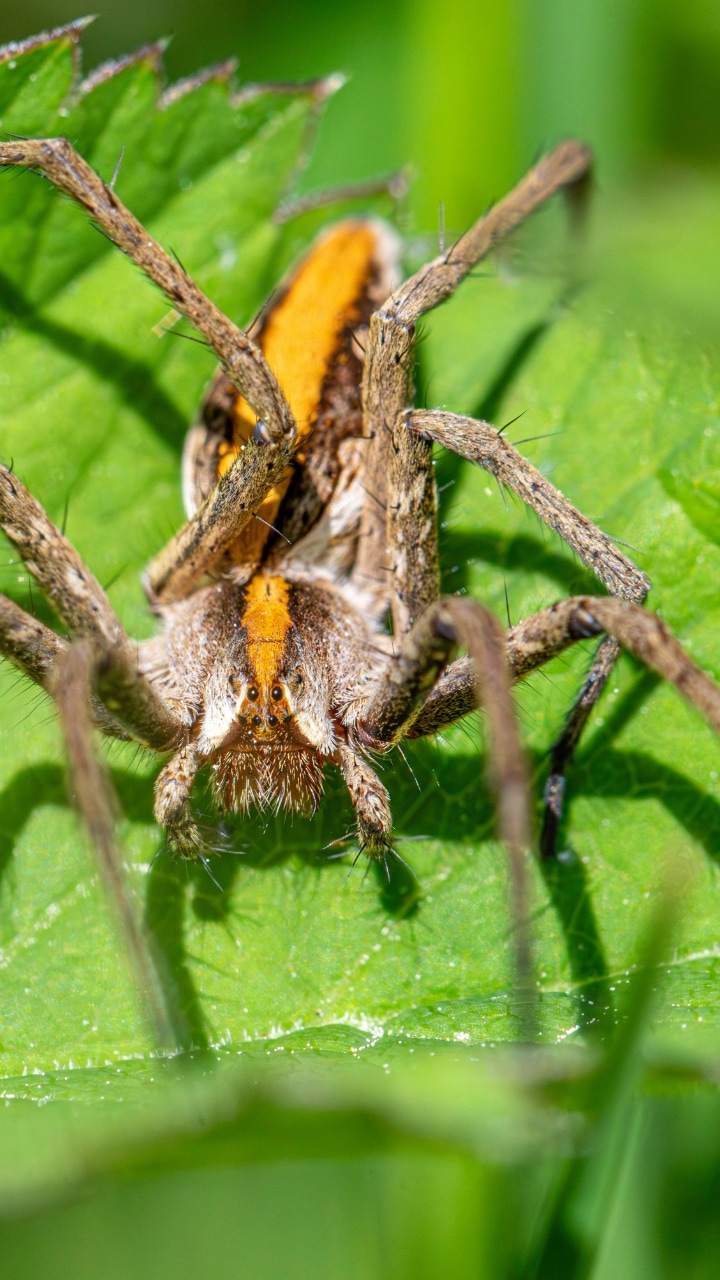 These 8 Animals eat Their Mates After Having sex