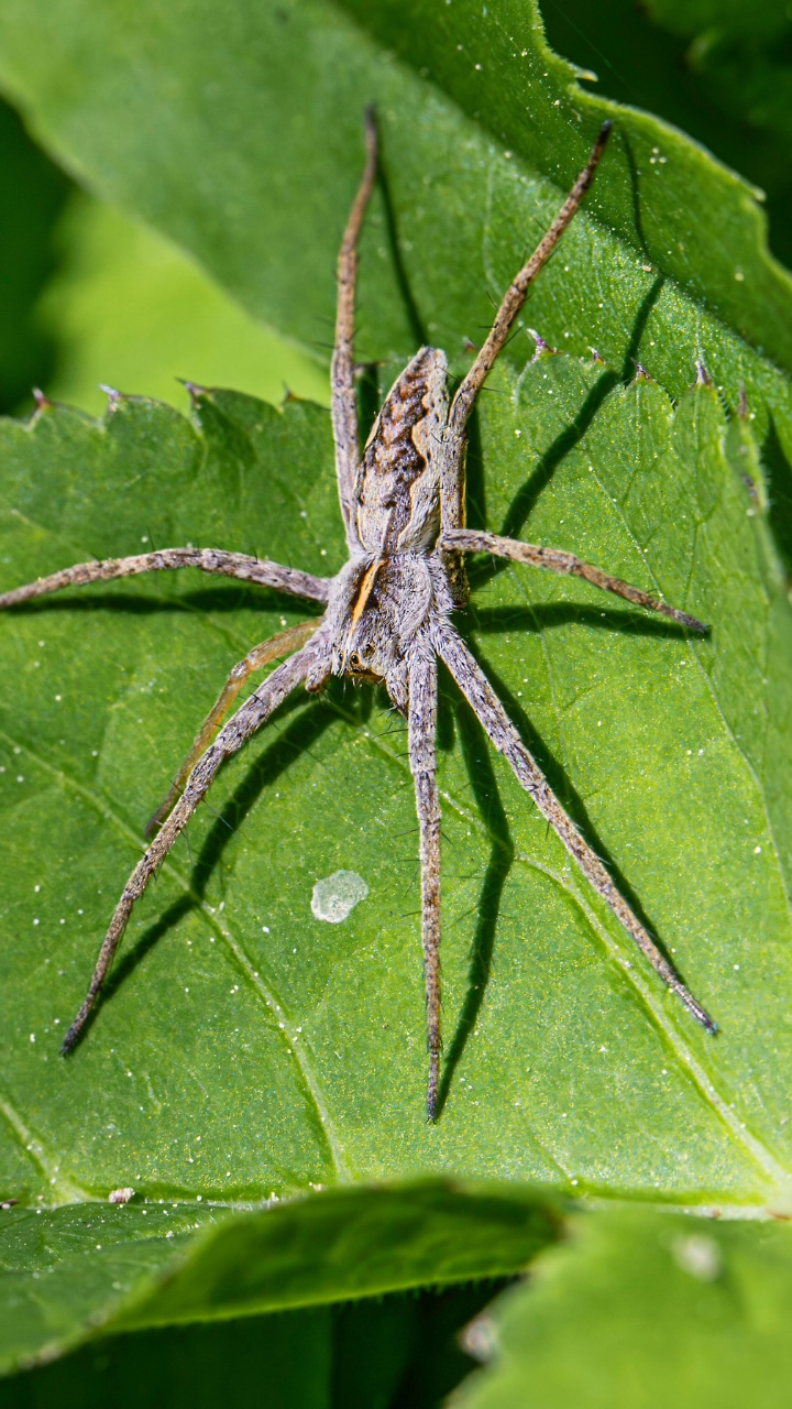 These 8 Animals eat Their Mates After Having sex
