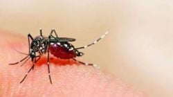 Mosquito Control Using AI : डासांचा उच्छाद संपवण्यासाठी AI चा वापर; आंध्र प्रदेशात अभिनव उपक्रम
