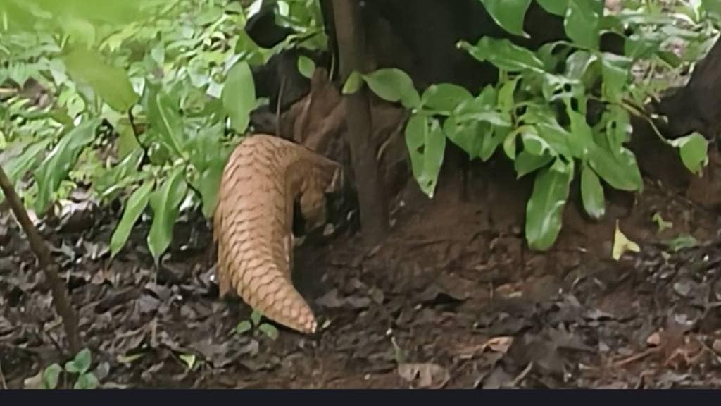 Rare pangolin caught in nylon net in Ratnagiri Mumbai print news