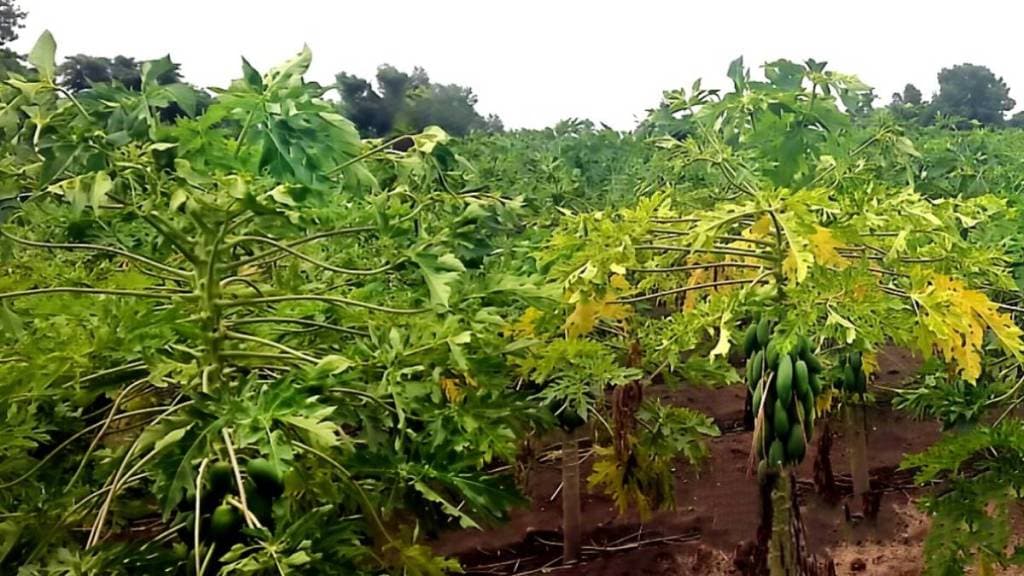 papaya farming in trouble