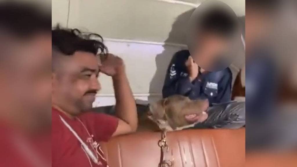 Dogs set on child; dog bite filmed by owner in Mankhurd
