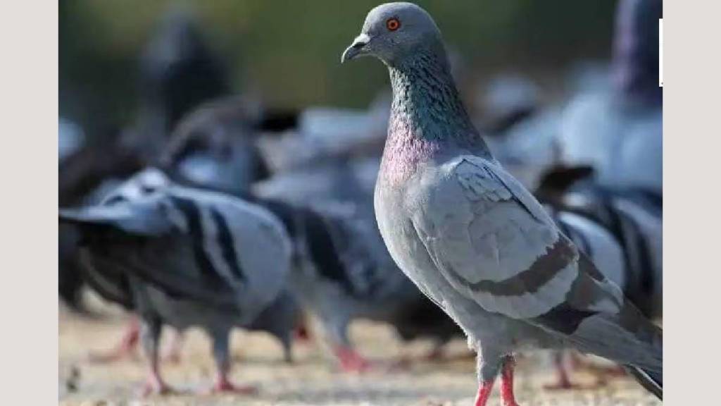 Animal rights groups rally in support of pigeon houses... Silent march for pigeons in Santa Cruz