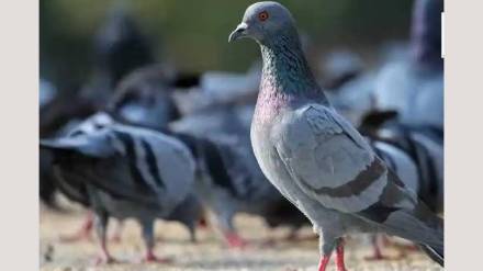 mira bhayandar civic body may act against pigeon houses