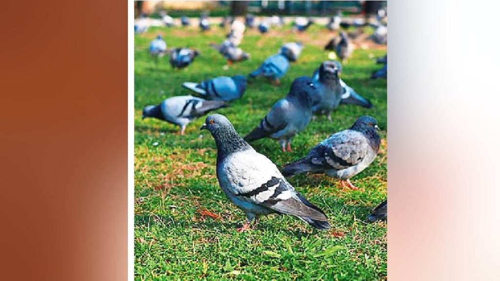Information from Industries Minister Uday Samant regarding the establishment of parks for pigeons