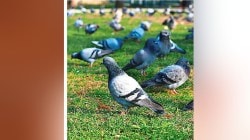 नागरी वस्त्यांबाहेर कबुतरांसाठी उद्याने; उद्याोगमंत्री उदय सामंत यांचे सूतोवाच