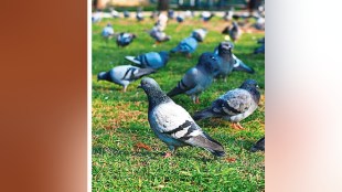 Information from Industries Minister Uday Samant regarding the establishment of parks for pigeons