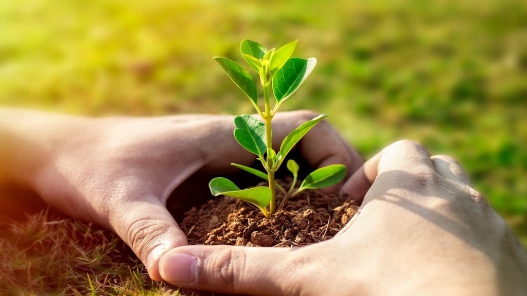 Higher Education Institute Tree Plantation , Maharashtra Higher Education Institute, Tree Plantation ,