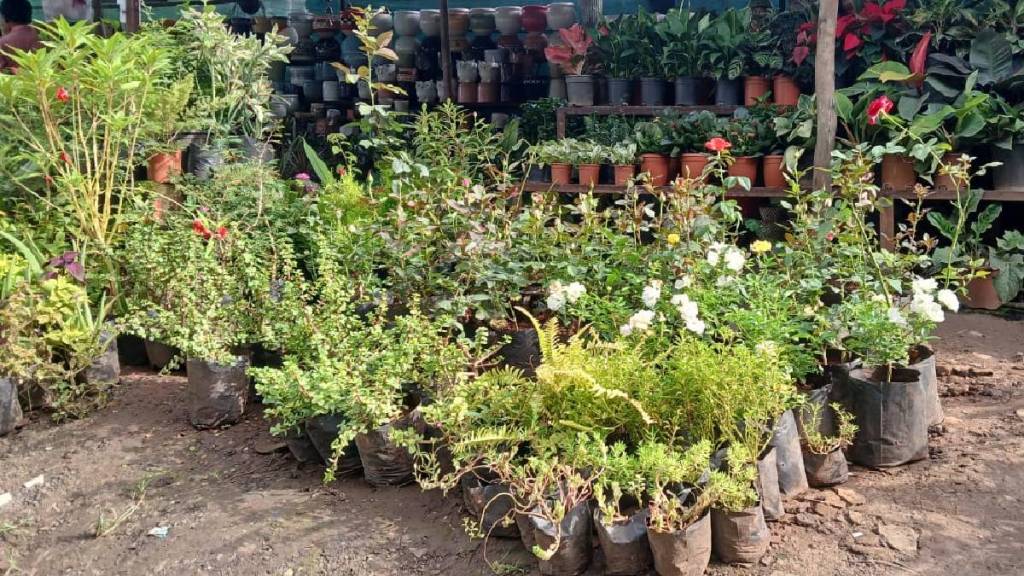 demand for seedlings increasing in monsoon