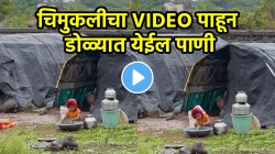 “जे तुम्हाला मिळतंय ते अनेकांसाठी स्वप्न आहे”; नशिबाला दोष देणाऱ्यांनो चिमुकलीचा ‘हा’ VIDEO पाहून कळेल आयुष्याचा अर्थ