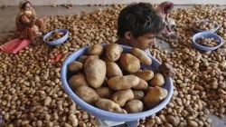 बटाट्याच्या दरात घट