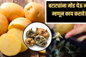 Prevent Potatoes from Rotting