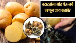 बटाटे महिनाभर ताजेच राहतील! मोड येऊ नये म्हणून बटाट्याच्या परडीत फक्त ‘या’ वस्तू ठेवाच, आजीचे भन्नाट उपाय लगेच करून पाहा!