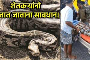 python attack farmer shocking incident in Indonesia python farmer swallowed by snake attack