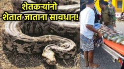 महाकाय अजगराने जिवंत शेतकऱ्याला गिळलं; गावकऱ्यांनी अजगराला फाडलं अन्…, शेतात जे घडलं ते वाचून उडेल थरकाप
