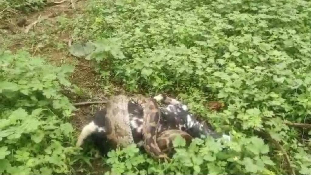 python failed attempt to eat goat in Amravati.