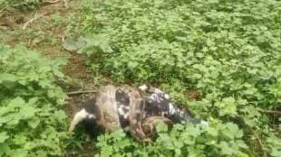 python failed attempt to eat goat in Amravati.