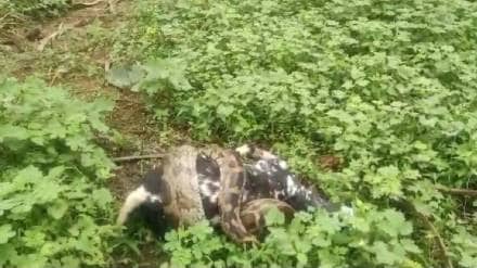 python failed attempt to eat goat in Amravati.