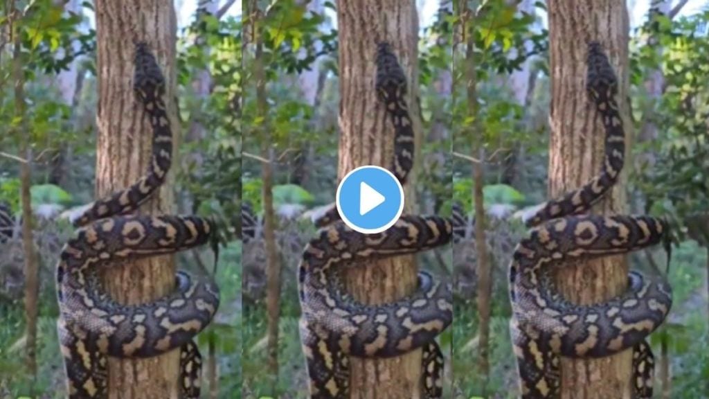 Python climbing tree video