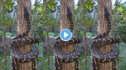बापरे! अजगर दिसला तर ही चूक करू नका; जंगलात काय घडलं पाहा; VIDEO पाहून तुम्हालाही भरेल धडकी