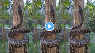 Python climbing tree video