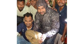 forest department saves rare pangolin rescued from urban area in chandrapur city