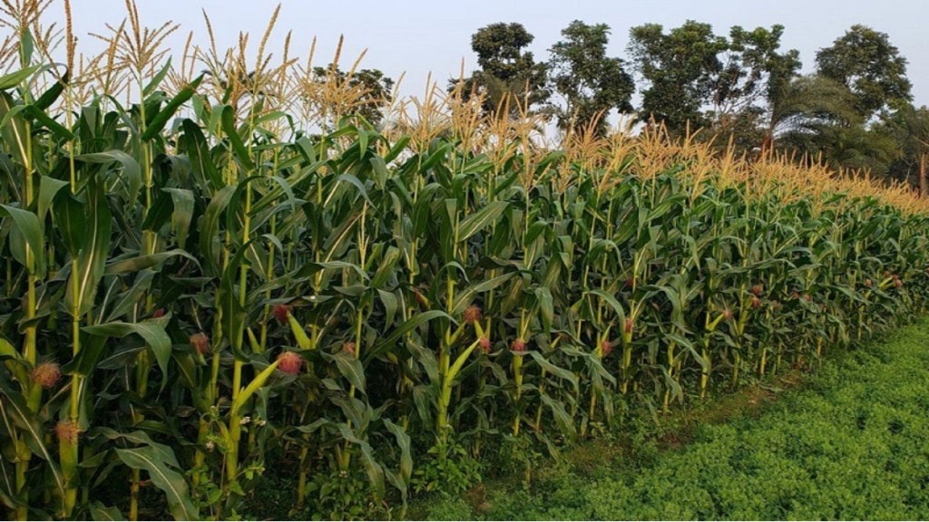 record maize cultivation in west vidarbha with major boost in amravati and buldhana