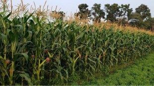 record maize cultivation in west vidarbha with major boost in amravati and buldhana