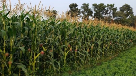 record maize cultivation in west vidarbha with major boost in amravati and buldhana
