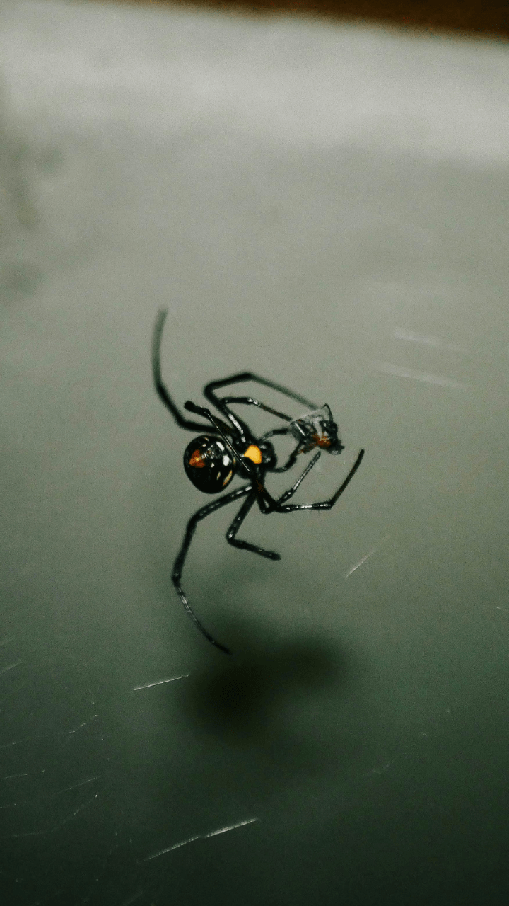 These 8 Animals eat Their Mates After Having sex