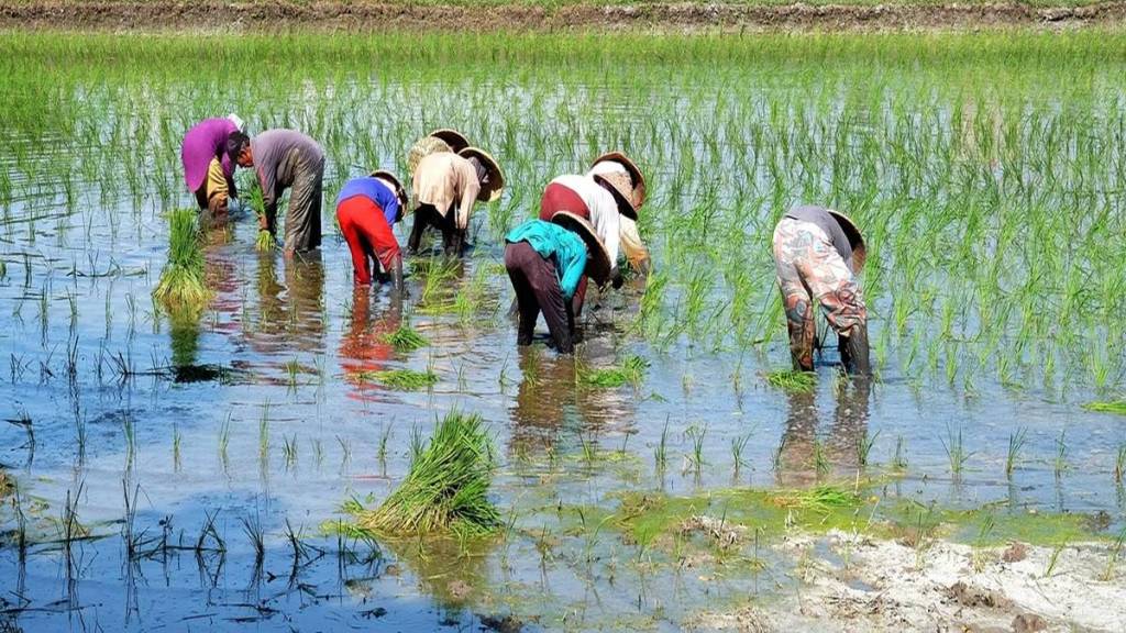 rice farming in uran