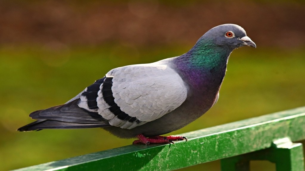 public awareness, prevention of diseases caused by pigeons, pigeons, respiratory disease experts,