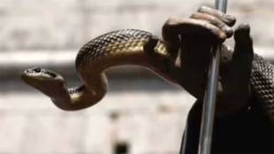 snake rescuers perform dangerous stunts for publicity on social media