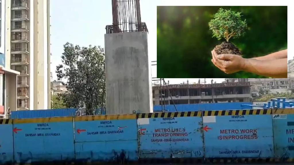 Administration succeeds in saving affected trees on Mira Bhayandar Metro line